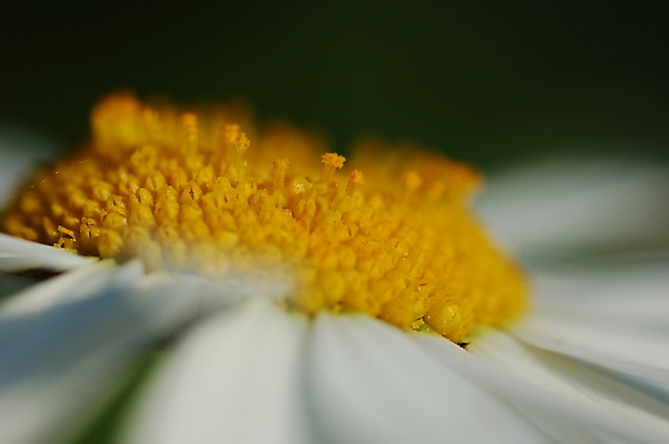 포토 JPG 해외이미지 꽃 사람없음 초록색 노란색 흰색 데이지 해외포토 식물 컬러 파일형식 이미지허브