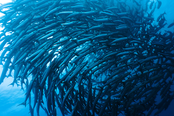 포토 JPG 해외이미지 동물 1 스포츠 바다 백그라운드 학교 자연 이집트 어류 사람없음 야외 물 바닷속 수중 수영 원형 스노클링 산호 수프 위험 작음 인도인 엿보기 다이빙 암초 제비 깊이 식민지 많음 해외포토 자연요소 도형 외국인 교육 컨셉 모션 아프리카 조류 동양인 수중동물 수상스포츠 자포동물 크기 생태계 수중스포츠 파일형식 이미지허브