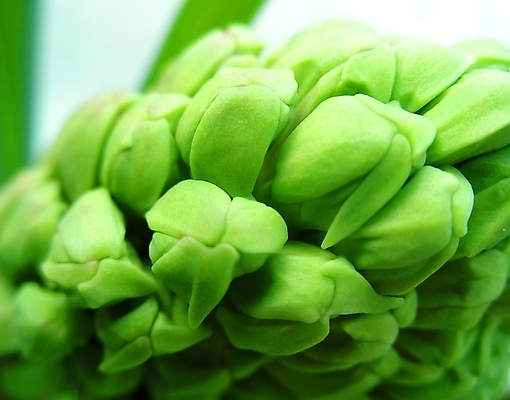 포토 JPG 해외이미지 식물 계절 꽃잎 꽃 백그라운드 잎 자연 사람없음 초록색 뷰티 봄 신용카드 허브 해외포토 컬러 금융 생태계 파일형식 이미지허브