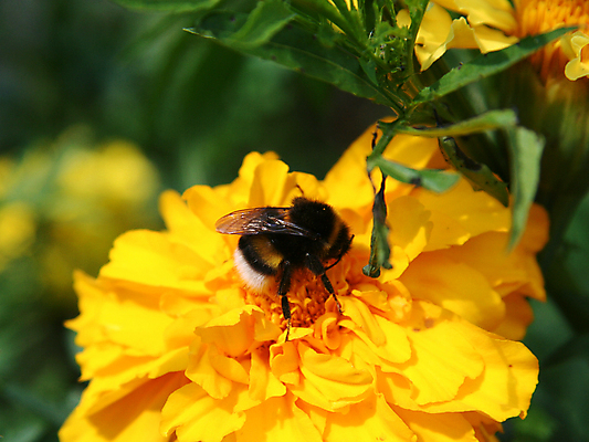 포토 JPG 해외이미지 식물 동물 꽃 곤충 날개 자연 사람없음 야외 초록색 여름 파란색 뷰티 노란색 정원 검은색 봄 들꽃 업무 벌레 숲 벌 먹기 묘사 꿀 찌르기 해외포토 계절 컬러 모션 작업 생태계 파일형식 이미지허브