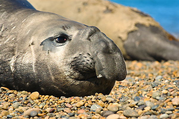 포토 JPG 해외이미지 동물 1 야생동물 바다 포유류 자연 사람없음 가로 황무지 남아메리카 큼 물개 아르헨티나 해외포토 아메리카 바다동물 크기 생태계 파일형식 이미지허브