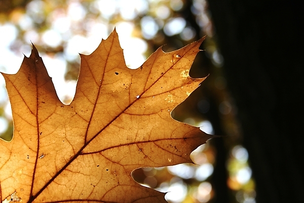포토 JPG 해외이미지 나무 식물 잎 자연 사람없음 태양 맑음 황금 숲 해외포토 자연요소 날씨 생태계 파일형식 이미지허브
