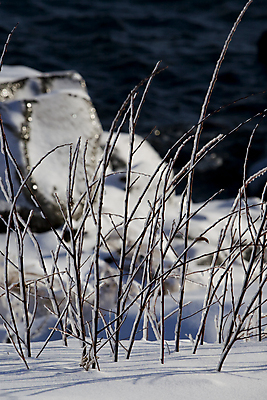 포토 JPG 해외이미지 식물 호수 바다 겨울 사람없음 물 얼음 추위 나뭇가지 12월 우수 해외포토 자연요소 나무 계절 날짜 절기 파일형식 이미지허브