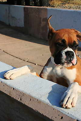 포토 JPG 해외이미지 동물 공원 자연 경비 사람없음 야외 반려동물 갈색 검은색 시골 개 강아지 보호 숲 경계 보안 해외포토 공공시설 컬러 컨셉 포유류 안전 생태계 파일형식 이미지허브
