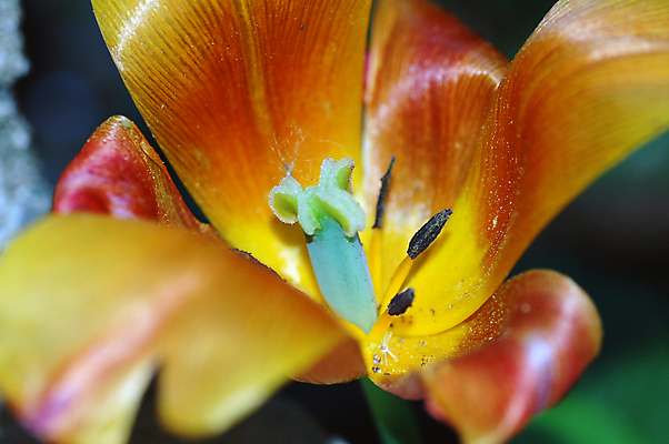 포토 JPG 해외이미지 꽃 사람없음 빨간색 초록색 노란색 튤립 해외포토 식물 컬러 파일형식 이미지허브