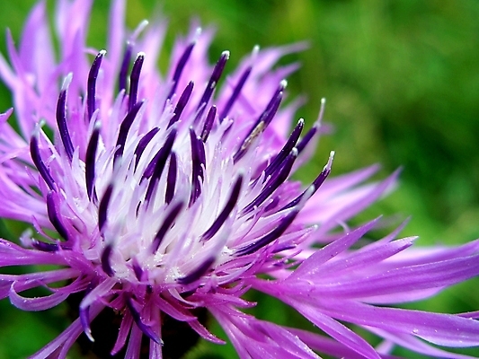 포토 JPG 해외이미지 식물 계절 꽃잎 꽃 분홍색 결혼 백그라운드 꽃무늬 밭 자연 발렌타인데이 사람없음 야외 초록색 여름 컬러풀 뷰티 정원 봄 벚꽃 개화 꽃집 묘사 내추럴 해외포토 컬러 무늬 농업 데이이벤트 이벤트 상점 생태계 파일형식 이미지허브