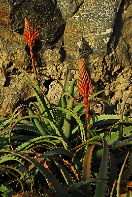 포토 JPG 해외이미지 식물 꽃 줄기 잎 오렌지 자연 건강 종류 사람없음 야외 치료 빨간색 초록색 맑음 벚꽃 도움 가시 가득함 피부 원예 날카로움 영양 안심 상록수 내추럴 알로에 이국적 진실 해외포토 컬러 컨셉 과일 의학 날씨 육류 취미 신체부위 생태계 파일형식 이미지허브