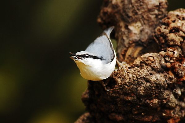 포토 JPG 해외이미지 나무 동물 자연 조류 사람없음 갈색 회색 흰색 해외포토 식물 컬러 생태계 파일형식 이미지허브