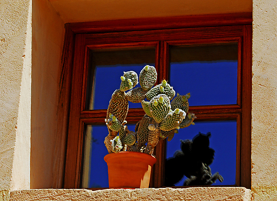 포토 JPG 해외이미지 식물 꽃 화분 여행 꽃무늬 창문 자연 휴가 선인장 프레임 건조 따뜻함 사람없음 야외 목재 초록색 여름 파란색 빛 반사 맑음 거울 사막 바늘 뜨거움 가시 닫기 냄비 위험 척추 날카로움 스파이크 찌르기 이국적 판유리 해외포토 나무 계절 컬러 컨셉 무늬 재료 모션 유리 날씨 뼈 도구 솥 생태계 파일형식 이미지허브