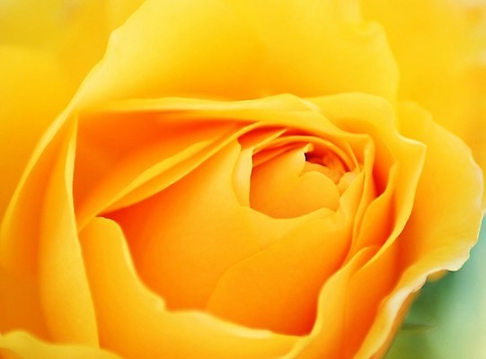 포토 JPG 해외이미지 꽃 사람없음 장미 노란색 향기 해외포토 식물 컬러 냄새 파일형식 이미지허브