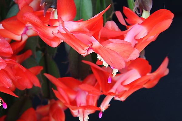 포토 JPG 해외이미지 꽃잎 꽃 잎 크리스마스 자연 선인장 실내 사람없음 빨간색 이국적 해외포토 식물 기념일 컬러 내부 생태계 파일형식 이미지허브