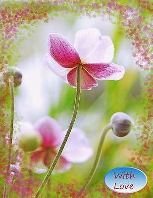 포토 JPG 해외이미지 식물 꽃잎 꽃 분홍색 잎 자연 친절 발렌타인데이 사랑 사람없음 초록색 여름 햇빛 뷰티 귀여움 정원 벚꽃 흰색 축하 인사 신용카드 닫기 소프트포커스 소중 만족 꽃가루 부드러움 가벼움 벨벳 해외포토 계절 감정 컬러 컨셉 모션 데이이벤트 촬영기법 금융 태양 예절 감각 무게 실크 가루 생태계 파일형식 이미지허브