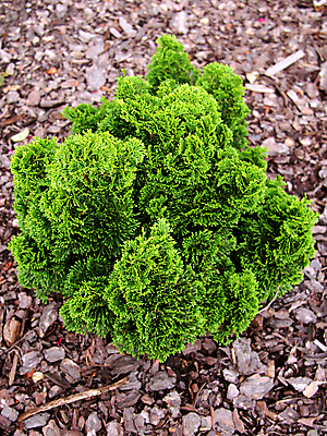 포토 JPG 해외이미지 나무 식물 공원 백그라운드 잎 자연 사람없음 야외 목재 장식 초록색 갈색 정원 회색 나뭇가지 냄비 숲 작음 플라스틱 질감 상록수 원뿔 분재 땅바닥 해외포토 도형 공공시설 컬러 재료 재질 바닥 솥 크기 생태계 파일형식 이미지허브