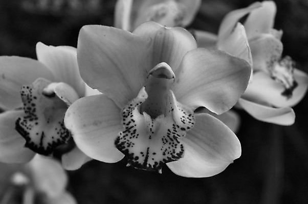 포토 JPG 해외이미지 식물 꽃잎 꽃 꽃다발 꽃무늬 사람없음 뷰티 정원 보라색 검은색 벚꽃 흰색 난초 해외포토 컬러 무늬 파일형식 이미지허브