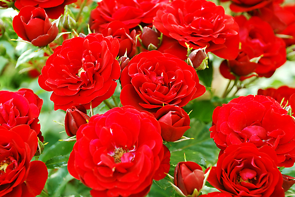 포토 JPG 해외이미지 식물 계절 기념일 꽃잎 꽃 꽃다발 결혼 백그라운드 잎 꽃무늬 패턴 자연 기념 발렌타인데이 선물 사랑 이벤트 사람없음 장식 빨간색 컬러풀 뷰티 장미 정원 낭만 벚꽃 축하 신선 신용카드 생일 우아함 편지 다발 배열 질감 열정 고립 해외포토 감정 컬러 컨셉 무늬 데이이벤트 금융 생태계 파일형식 이미지허브