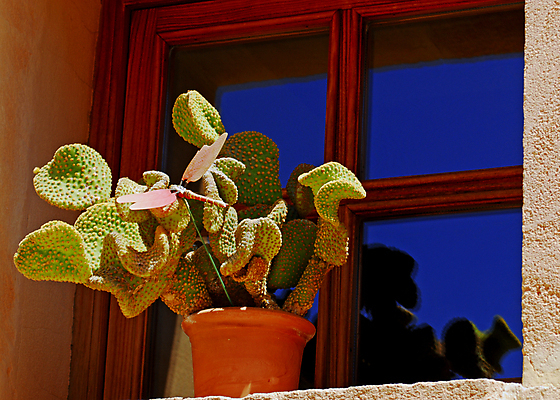 포토 JPG 해외이미지 식물 꽃 화분 여행 꽃무늬 창문 자연 휴가 선인장 프레임 건조 따뜻함 사람없음 야외 목재 초록색 여름 파란색 빛 반사 맑음 거울 사막 바늘 뜨거움 가시 닫기 냄비 위험 척추 날카로움 스파이크 찌르기 이국적 판유리 해외포토 나무 계절 컬러 컨셉 무늬 재료 모션 유리 날씨 뼈 도구 솥 생태계 파일형식 이미지허브