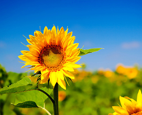 포토 JPG 해외이미지 주간 해바라기 풍경 사람없음 야외 아웃포커스 여름 해외포토 자연요소 계절 꽃 촬영기법 파일형식 이미지허브