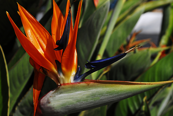 포토 JPG 해외이미지 식물 계절 꽃잎 꽃 바다 섬 여행 잎 오렌지 자연 휴가 휴식 산 사람없음 야외 초록색 물 컬러풀 뷰티 정원 물방울 스페인 떨어짐 원예 내추럴 이국적 파라다이스 해외포토 자연요소 유럽 컬러 컨셉 과일 취미 생태계 파일형식 이미지허브