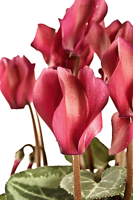 포토 JPG 해외이미지 식물 꽃잎 꽃 화초 줄기 분홍색 잎 꽃무늬 자연 사람없음 장식 초록색 뷰티 정원 보라색 벚꽃 흰색 개화 고립 해외포토 컬러 무늬 생태계 파일형식 이미지허브