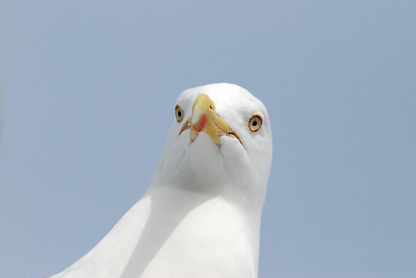 포토 JPG 해외이미지 갈매기 조류 사람없음 파란색 흰색 닫기 해외포토 동물 컬러 모션 파일형식 이미지허브