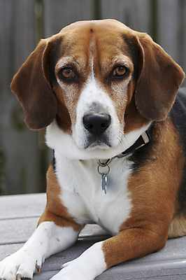 포토 JPG 해외이미지 동물 남자 음식 백그라운드 포유류 사람없음 반려동물 갈색 머리 개 강아지 모피 배고픔 호기심 코 사냥개 귀 비글 송곳니 구걸 기르기 동반자 유래 헐렁 해외포토 감정 컬러 컨셉 사람 신체부위 치아 돌봄 파일형식 이미지허브