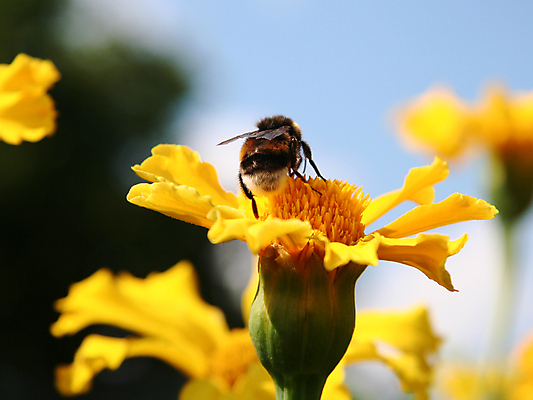 포토 JPG 해외이미지 식물 동물 꽃 곤충 날개 자연 사람없음 야외 초록색 여름 파란색 뷰티 노란색 정원 검은색 봄 들꽃 업무 벌레 숲 벌 먹기 묘사 꿀 찌르기 해외포토 계절 컬러 모션 작업 생태계 파일형식 이미지허브