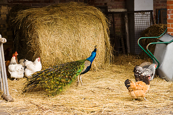 포토 JPG 해외이미지 동물 남자 농업 조류 서기 사람없음 가로 농장 치킨 가축 농촌 공작 밀짚 외양간 해외포토 산업 모션 사람 시골 짚 닭고기요리 파일형식 이미지허브