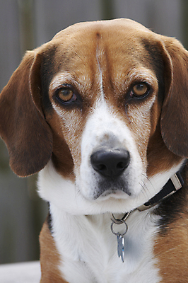 포토 JPG 해외이미지 동물 남자 음식 백그라운드 포유류 사람없음 반려동물 갈색 머리 개 강아지 모피 배고픔 호기심 코 사냥개 귀 비글 송곳니 구걸 기르기 동반자 유래 헐렁 해외포토 감정 컬러 컨셉 사람 신체부위 치아 돌봄 파일형식 이미지허브