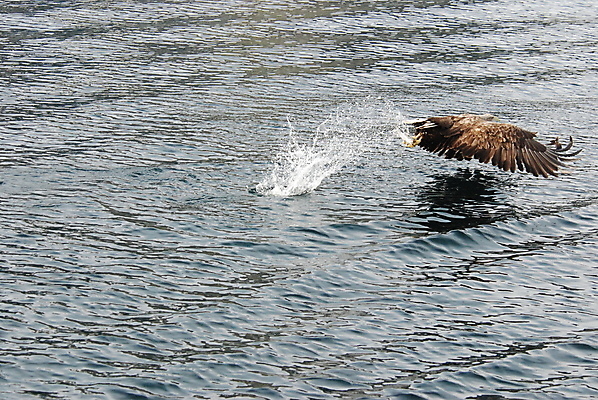 포토 JPG 해외이미지 호수 바다 조류 사람없음 물 파란색 독수리 해외포토 자연요소 동물 컬러 파일형식 이미지허브
