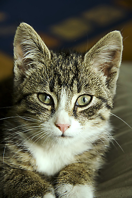 포토 JPG 해외이미지 동물 응시 얼굴 포즈 밭 손가락 자연 휴식 주택 건강 사람 사람없음 야외 반려동물 귀여움 고양이 달콤 작음 먹기 호기심 얼룩무늬 수의사 해외포토 손 시선 감정 컨셉 무늬 농업 포유류 모션 건물 신체부위 의사 맛 크기 생태계 파일형식 이미지허브