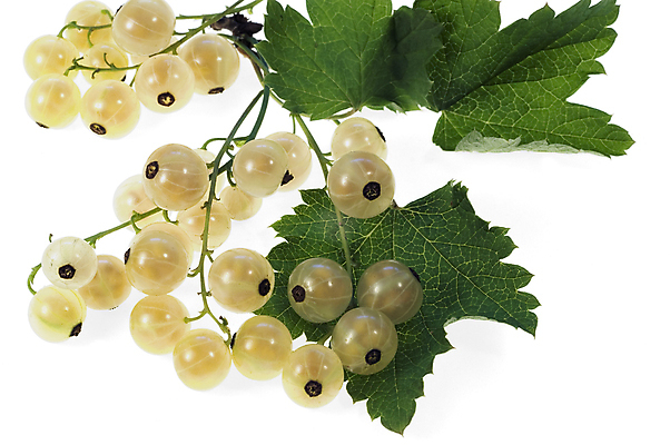 포토 JPG 해외이미지 음식 과일 자연 사람없음 빨간색 흰색 신선 큼 건포도 고립 신맛 해외포토 컬러 포도 맛 크기 생태계 건과일 파일형식 이미지허브