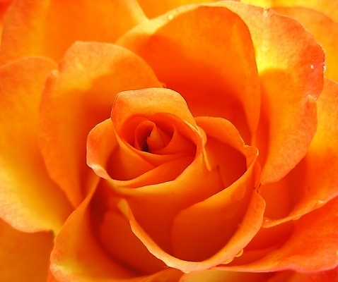 포토 JPG 해외이미지 식물 디자인 계절 꽃잎 꽃 분홍색 꽃다발 백그라운드 잎 꽃무늬 오렌지 자연 사람없음 야외 여름 빛 컬러풀 태양 뷰티 장미 노란색 정원 봄 낭만 벚꽃 개화 닫기 묘사 내추럴 해외포토 자연요소 컬러 컨셉 무늬 과일 모션 생태계 파일형식 이미지허브