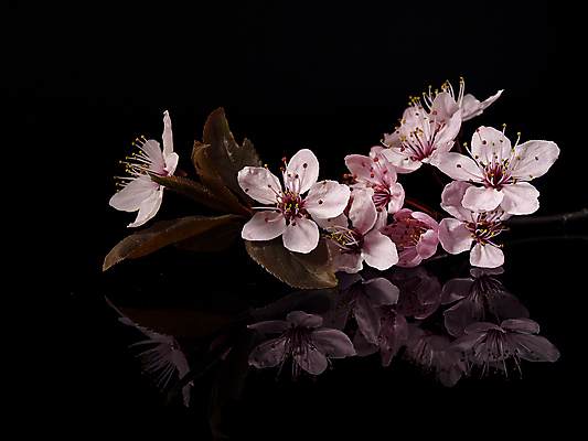 포토 JPG 해외이미지 나무 식물 꽃 과일 사람없음 사과 해외포토 파일형식 이미지허브