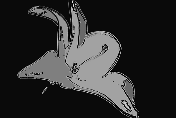 포토 JPG 해외이미지 꽃 사람없음 검은색 회색 클래식 해외포토 식물 컬러 컨셉 파일형식 이미지허브