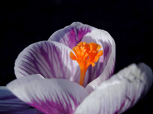 포토 JPG 해외이미지 식물 꽃 백그라운드 자연 노르웨이 사람없음 야외 여름 정원 봄 흰색 꽃가루 부드러움 라일락 고립 해외포토 계절 유럽 컬러 감각 가루 생태계 파일형식 이미지허브