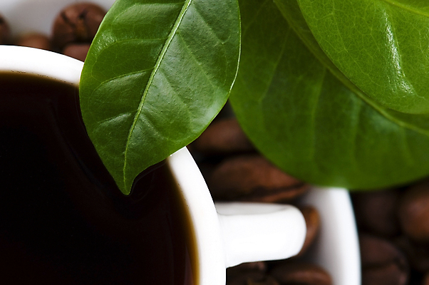 포토 JPG 해외이미지 식물 커피 음료 음식 백그라운드 잎 재료 콩 사람없음 컵 초록색 컬러풀 갈색 어둠 카페 장비 나뭇가지 신선 뜨거움 설탕 향신료 향기 만들기 아로마 카페인 해외포토 나무 식기 컬러 모션 곡류 상점 냄새 향미료 파일형식 이미지허브