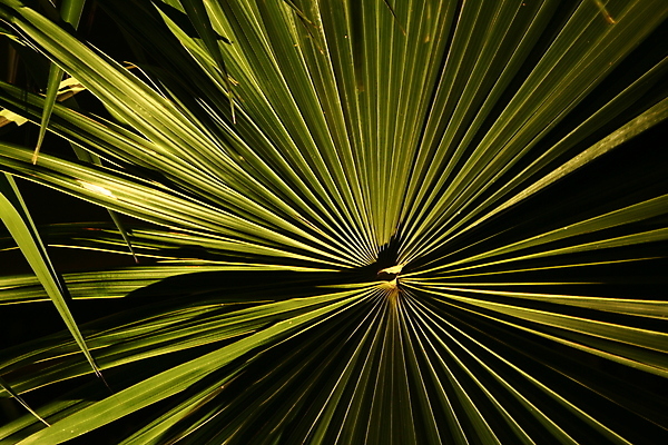 포토 JPG 해외이미지 모양 나무 식물 여행 백그라운드 잎 패턴 부분 자연 표면 추상 전등 손바닥 그림자 사람없음 야외 초록색 물 여름 평화 정원 힘 침묵 봄 줄무늬 성장 부채 칼날 야간 저녁 숲 그늘 묘사 질감 윤곽 기하학 이국적 해외포토 자연요소 손 계절 컬러 컨셉 무늬 조명 소리 생태계 파일형식 이미지허브