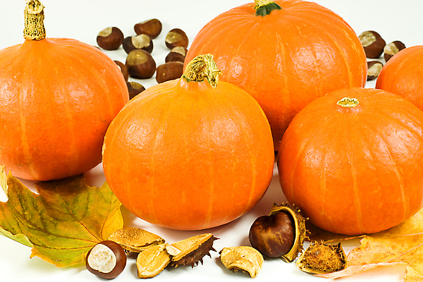 포토 JPG 해외이미지 스튜디오촬영 단풍 잎 채소 오렌지 호박 사람없음 가로 갈색 노란색 가을 흰색 4 밤 홋카이도 스쿼시 정물화 해외포토 식물 계절 스포츠 컬러 과일 실내 숫자 구기 일본 견과류 그림 파일형식 이미지허브