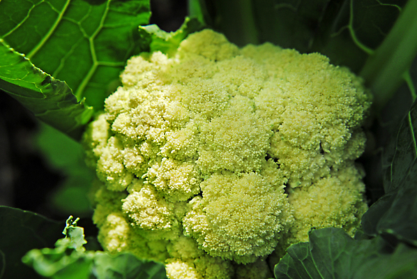 포토 JPG 해외이미지 식물 음식 잎 다이어트 채소 과일 자연 탁자 육류 사람없음 초록색 여름 농장 머리 정원 신선 먹기 원예 채식주의자 해외포토 계절 컬러 가구 농업 식재료 모션 건강 취미 신체부위 생태계 채식 파일형식 이미지허브