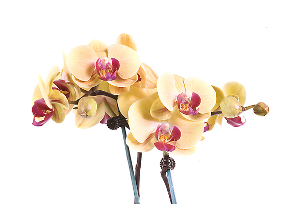 포토 JPG 해외이미지 식물 꽃 줄기 백그라운드 오렌지 사람없음 노란색 일본 보라색 흰색 난초 소중 향수 사인 페이지 이국적 해외포토 아시아 컬러 컨셉 과일 화장품 파일형식 이미지허브