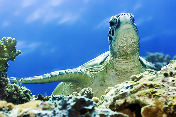 포토 JPG 해외이미지 한마리 바다 자연 사람없음 바닷속 수중 바다거북 수중사진 해외포토 1 거북이 생태계 파일형식 이미지허브