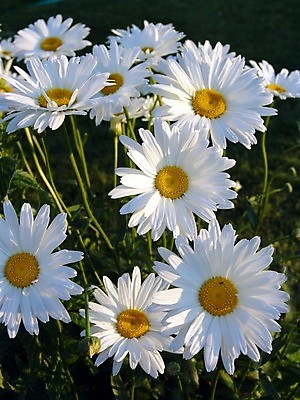 포토 JPG 해외이미지 식물 디자인 계절 꽃잎 꽃 꽃다발 백그라운드 잎 꽃무늬 자연 사람없음 야외 초록색 여름 컬러풀 태양 뷰티 정원 봄 낭만 벚꽃 개화 닫기 묘사 데이지 내추럴 캐모마일 해외포토 자연요소 컬러 컨셉 무늬 모션 허브 생태계 파일형식 이미지허브