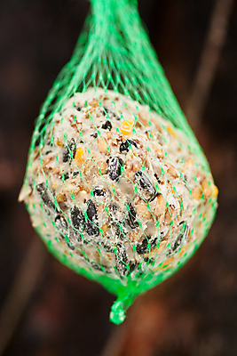 포토 JPG 해외이미지 조류 사람없음 야외 세로 먹이 수유 해외포토 동물 파일형식 이미지허브