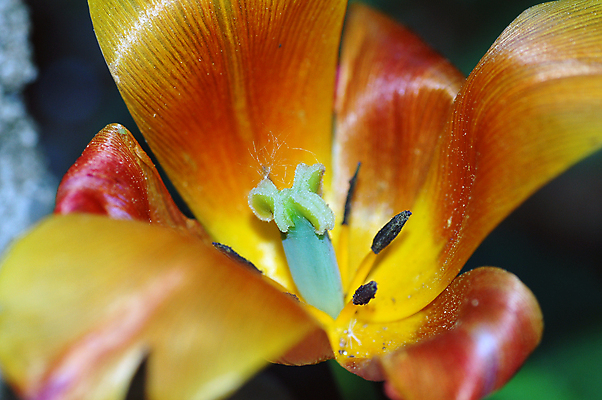 포토 JPG 해외이미지 꽃 사람없음 빨간색 초록색 노란색 튤립 시들음 해외포토 식물 컬러 파일형식 이미지허브