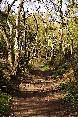 포토 JPG 해외이미지 나무 길 잎 사람없음 야외 걷기 산책 하이킹 숲 방법 삼림지대 해외포토 식물 모션 레저 휴식 파일형식 이미지허브