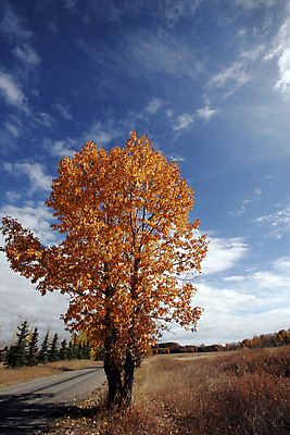 포토 JPG 해외이미지 나무 구름 계절 공원 도로 길 백그라운드 단풍 잎 오렌지 자국 자연 하늘 서기 풍경 사람없음 야외 목재 빨간색 초록색 파란색 햇빛 갈색 노란색 평화 맑음 산책 하이킹 가을 나뭇가지 황금 숲 큼 오솔길 서식 땅바닥 방법 혼자 해외포토 자연요소 식물 공공시설 컬러 컨셉 과일 재료 교통시설 모션 레저 날씨 휴식 바닥 태양 크기 생태계 파일형식 이미지허브