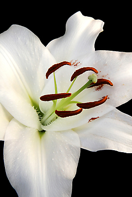 포토 JPG 해외이미지 식물 꽃잎 꽃 잎 사람없음 빨간색 초록색 뷰티 흰색 우아함 백합 순수 향기 내추럴 영원 취급주의 해외포토 컬러 컨셉 경고 냄새 파일형식 이미지허브