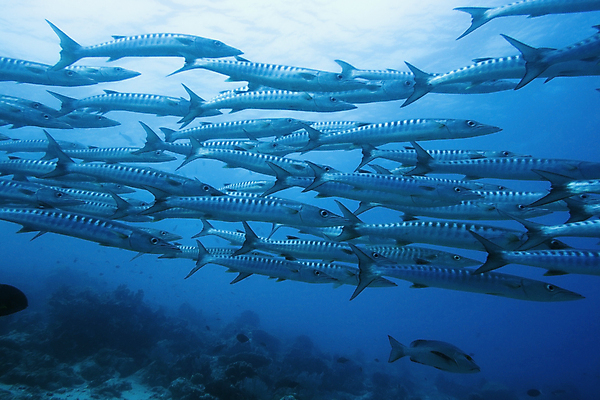 포토 JPG 해외이미지 동물 1 스포츠 바다 백그라운드 학교 자연 이집트 어류 사람없음 야외 물 바닷속 수중 수영 스노클링 산호 위험 작음 인도인 엿보기 다이빙 암초 제비 깊이 많음 해외포토 자연요소 외국인 교육 컨셉 모션 아프리카 조류 동양인 수중동물 수상스포츠 자포동물 크기 생태계 수중스포츠 파일형식 이미지허브