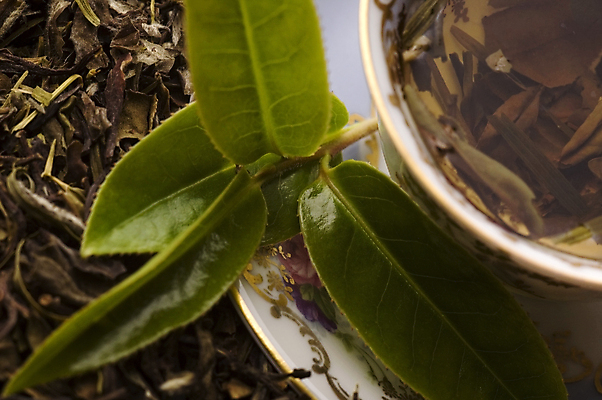 포토 JPG 해외이미지 잎 티타임 근접촬영 사람없음 찻잔 녹차 컵받침 찻잎 녹차잎 해외포토 식물 뷰포인트 휴식 잔 차_음료 받침대 파일형식 이미지허브