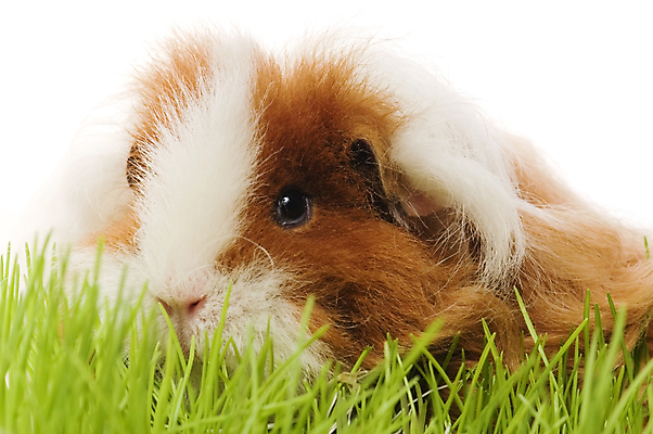 포토 JPG 해외이미지 한마리 근접촬영 사람없음 풀 기니피그 해외포토 식물 1 뷰포인트 포유류 파일형식 이미지허브